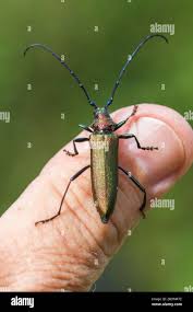 Attēlu rezultāti vaicājumam “Aromia moschata”