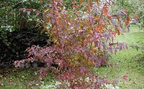 Attēlu rezultāti vaicājumam “Acer tataricum subsp. ginnala”