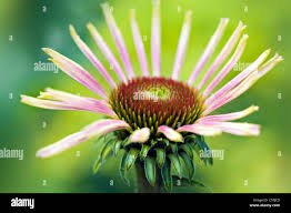 Attēlu rezultāti vaicājumam “Echinacea purpurea bud”