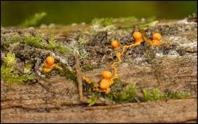 Attēlu rezultāti vaicājumam “Diderma rufostriatum”