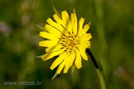 Attēlu rezultāti vaicājumam “Tragopogon heterospermus bud”