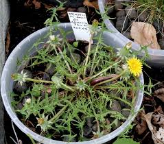 Attēlu rezultāti vaicājumam “Taraxacum suecicum”