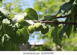 Attēlu rezultāti vaicājumam “Prunus armeniaca fruit”