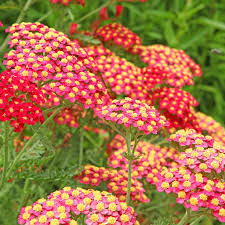 Image result for Achillea millefolium