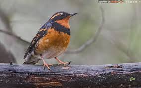 Image result for Ixoreus naevius