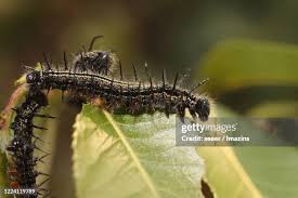 Attēlu rezultāti vaicājumam “Nymphalis xanthomelas larva”