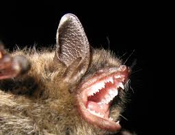 Attēlu rezultāti vaicājumam “Myotis brandtii”