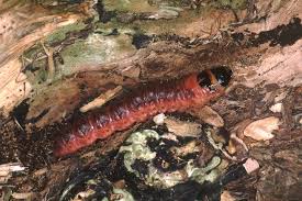 Attēlu rezultāti vaicājumam “Cossus cossus larva”