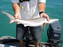 Image result for Carcharhinus brachyurus