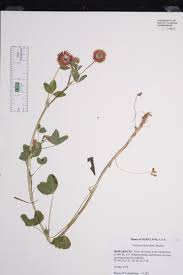 Attēlu rezultāti vaicājumam “Trifolium hybridum”