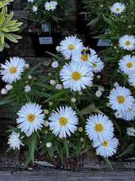 Attēlu rezultāti vaicājumam “Symphyotrichum x salignum flower”