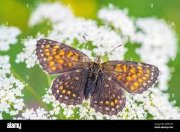 Attēlu rezultāti vaicājumam “Melitaea diamina”