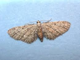 Attēlu rezultāti vaicājumam “Eupithecia tenuiata”