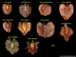 Attēlu rezultāti vaicājumam “Rumex aquaticus fruit”