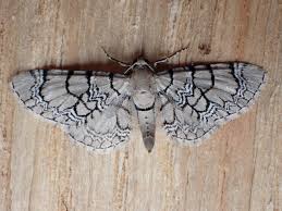 Attēlu rezultāti vaicājumam “Eupithecia venosata”