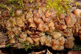 Attēlu rezultāti vaicājumam “Exidia cartilaginea”