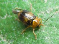 Attēlu rezultāti vaicājumam “Cryptocephalus pusillus”