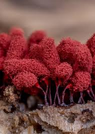 Attēlu rezultāti vaicājumam “Arcyria denudata spores”