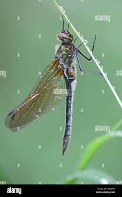 Attēlu rezultāti vaicājumam “Cordulia aenea”