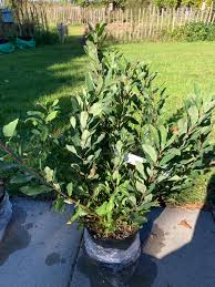 Attēlu rezultāti vaicājumam “Betula humilis fruit”