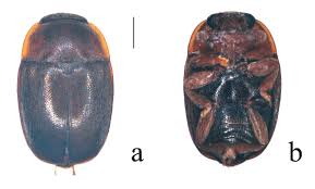 Attēlu rezultāti vaicājumam “Meligethes sp.”