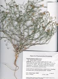 Attēlu rezultāti vaicājumam “Tettigoniodea exuvia”