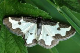 Attēlu rezultāti vaicājumam “Lomaspilis marginata”