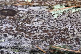 Attēlu rezultāti vaicājumam “Xylographa paralella”