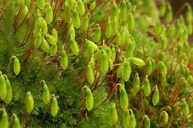 Attēlu rezultāti vaicājumam “Bryum capillare”