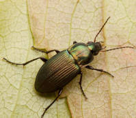 Attēlu rezultāti vaicājumam “Poecilus lepidus”