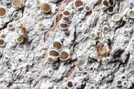 Attēlu rezultāti vaicājumam “Lecanora argentata”