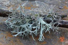 Attēlu rezultāti vaicājumam “Pseudevernia furfuracea”