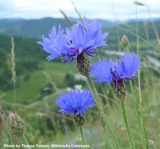 Image result for Centaurea cyanus