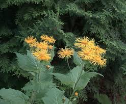 Image result for Telekia speciosa