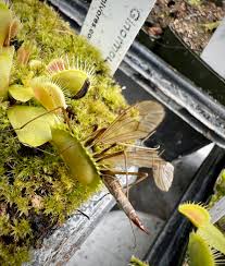 Attēlu rezultāti vaicājumam “Diachea muscorum”