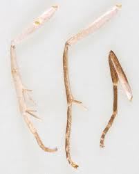 Attēlu rezultāti vaicājumam “Lomographa bimaculata”