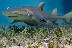 Image result for Negaprion brevirostris