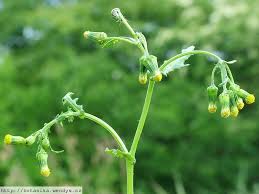 Attēlu rezultāti vaicājumam “Senecio vulgaris flower”