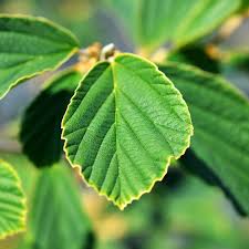 Attēlu rezultāti vaicājumam “Hamamelis vernalis leaf”