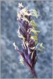 Attēlu rezultāti vaicājumam “Sesleria caerulea leaf”