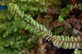 Attēlu rezultāti vaicājumam “Plagiochila asplenioides”