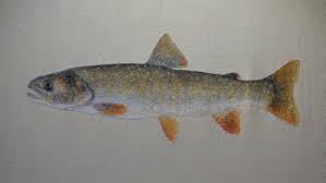 Image result for Salvelinus confluentus