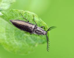 Attēlu rezultāti vaicājumam “Ctenicera pectinicornis”