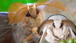 Attēlu rezultāti vaicājumam “Cerura vinula imago”