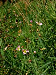 Attēlu rezultāti vaicājumam “Alisma gramineum flower”