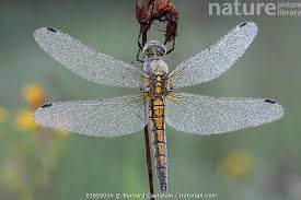 Attēlu rezultāti vaicājumam “Orthetrum cancellatum”