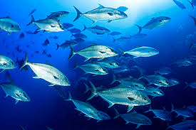 Image result for Seriola rivoliana