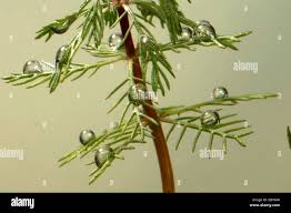 Attēlu rezultāti vaicājumam “Myriophyllum alterniflorum leaf”