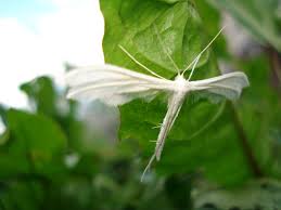 Attēlu rezultāti vaicājumam “Pterophorus pentadactyla”