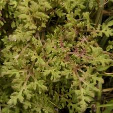 Attēlu rezultāti vaicājumam “Pedicularis palustris subsp. opsiantha”